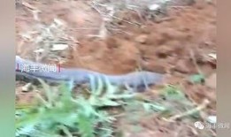 网友爆料出现大蟒蛇视频,巨型蟒蛇现身，现场视频引发网友热议